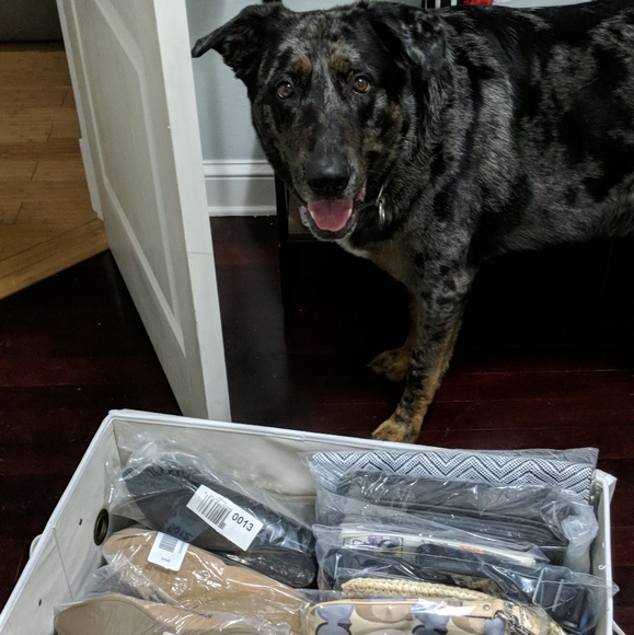 Meet your Posher, Cheyenne - Picture 7 of 12